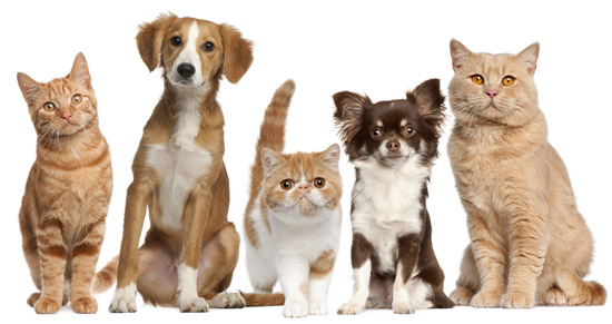 Crude fibre helps overweight cats and dogs to lose weight.