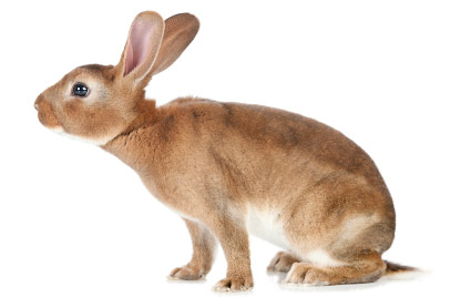 In rabbit breeding, lignocellulose reduces constipation problems and prevents diarrhoea.