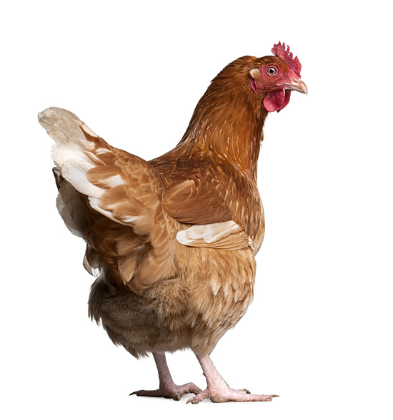 In poultry production, crude fibre improves nutrient uptake and foot pad health.