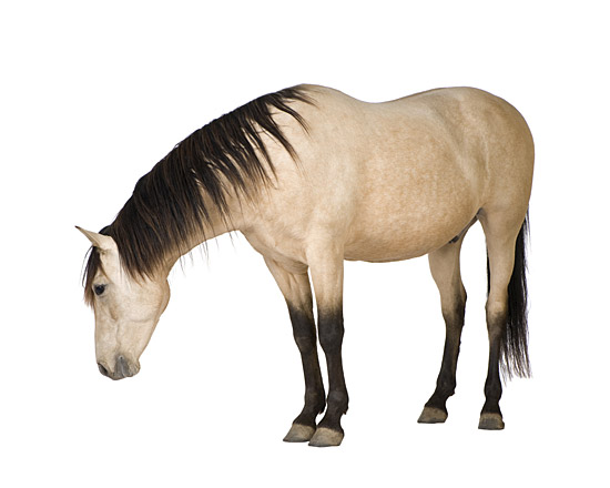 Rohfasern beugen bei Pferden ernährungsbedingten Stoffwechselstörungen vor.