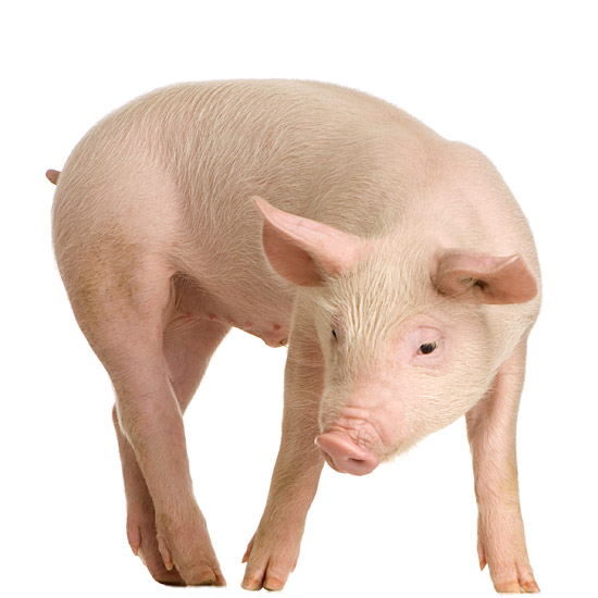 High-fiber pig feed lowers the risk of constipation and thus contracting the MMA disease