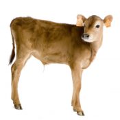 JELUCEL® promotes rumen development in calves