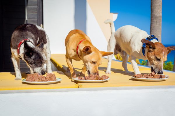 Three eating dogs: symbol picture for study on cellulose and lignocellulose in dog food